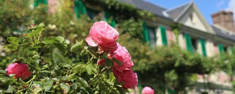 Розы у дома Клода Моне
